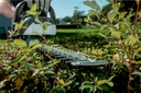 AHS 36 V Cordless Hedge Trimmer 